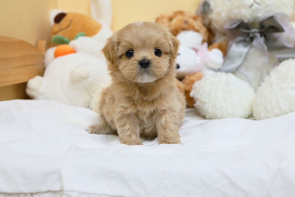 Ȯ�� �̹���