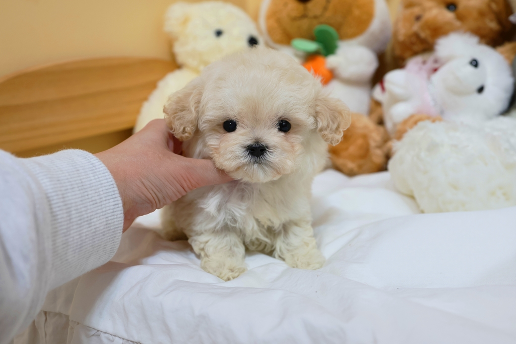 Ȯ�� �̹���