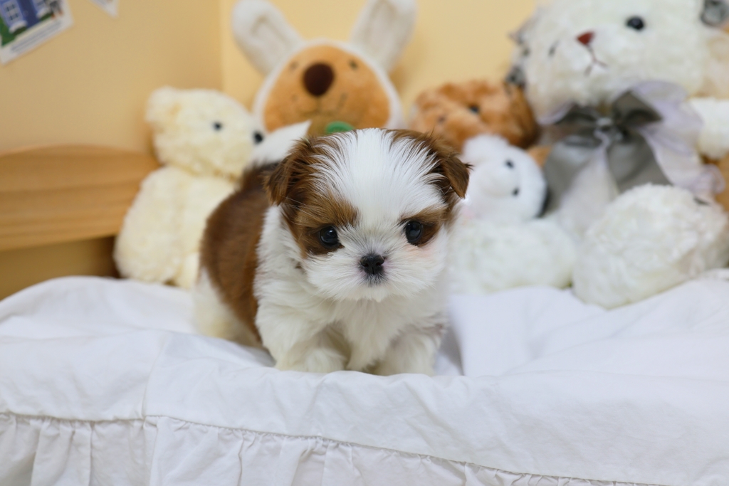 Ȯ�� �̹���