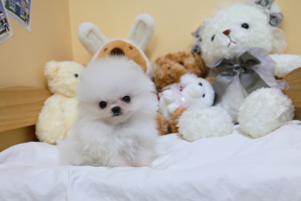 Ȯ�� �̹���