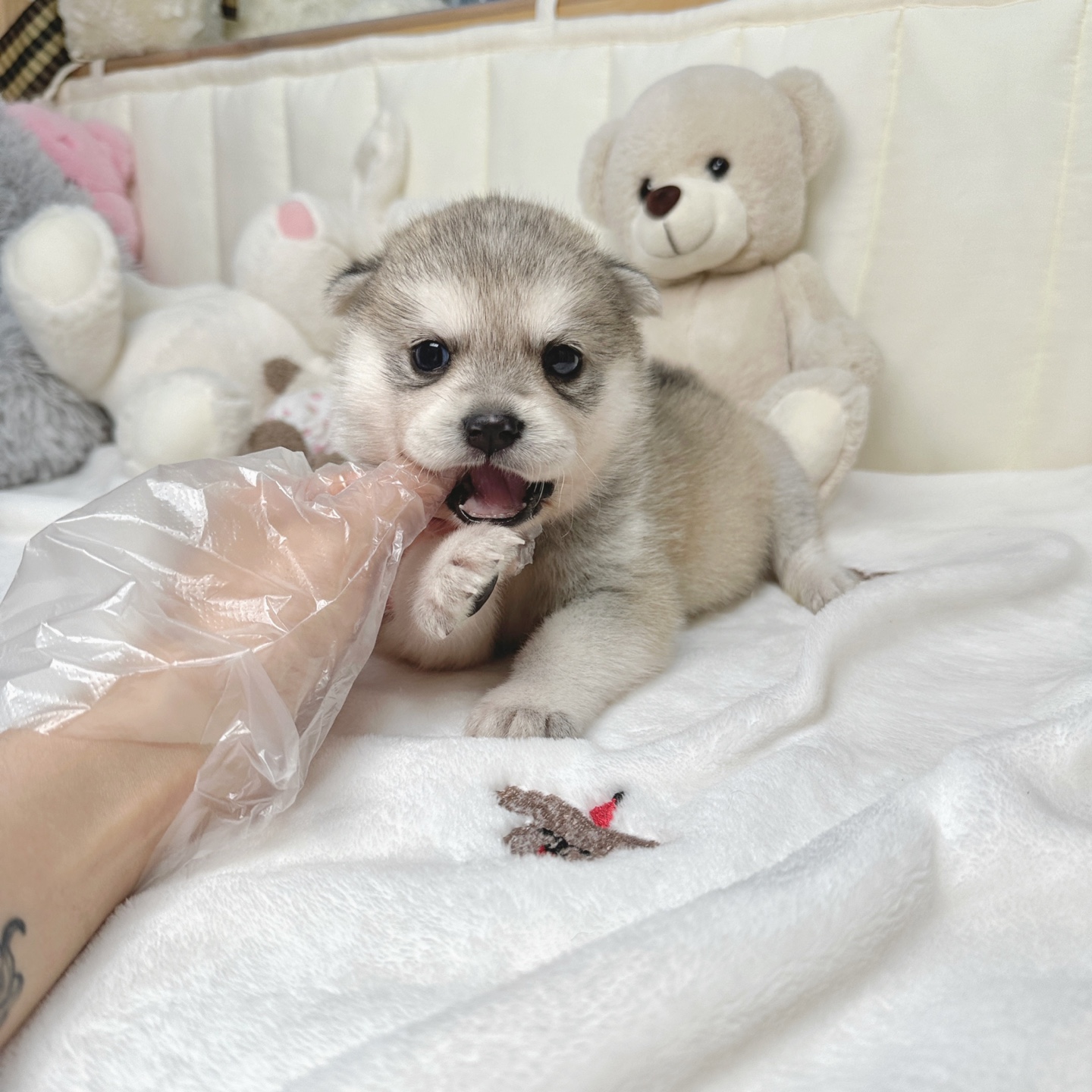 Ȯ�� �̹���