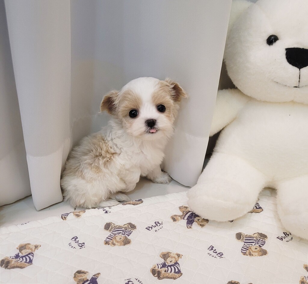 Ȯ�� �̹���