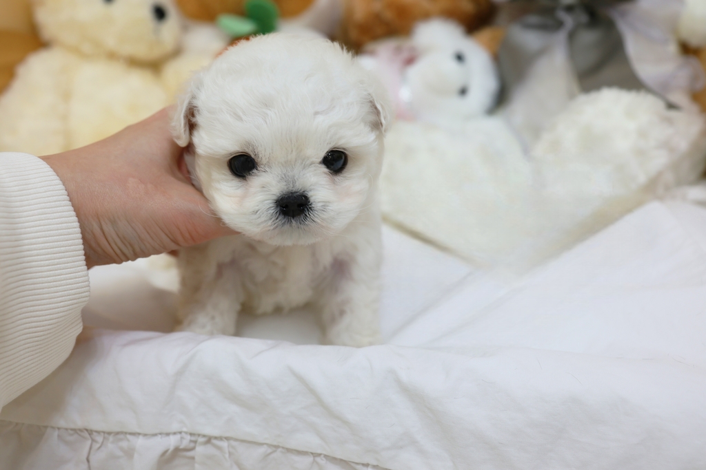 Ȯ�� �̹���