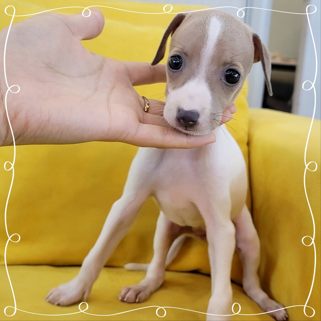 Ȯ�� �̹���