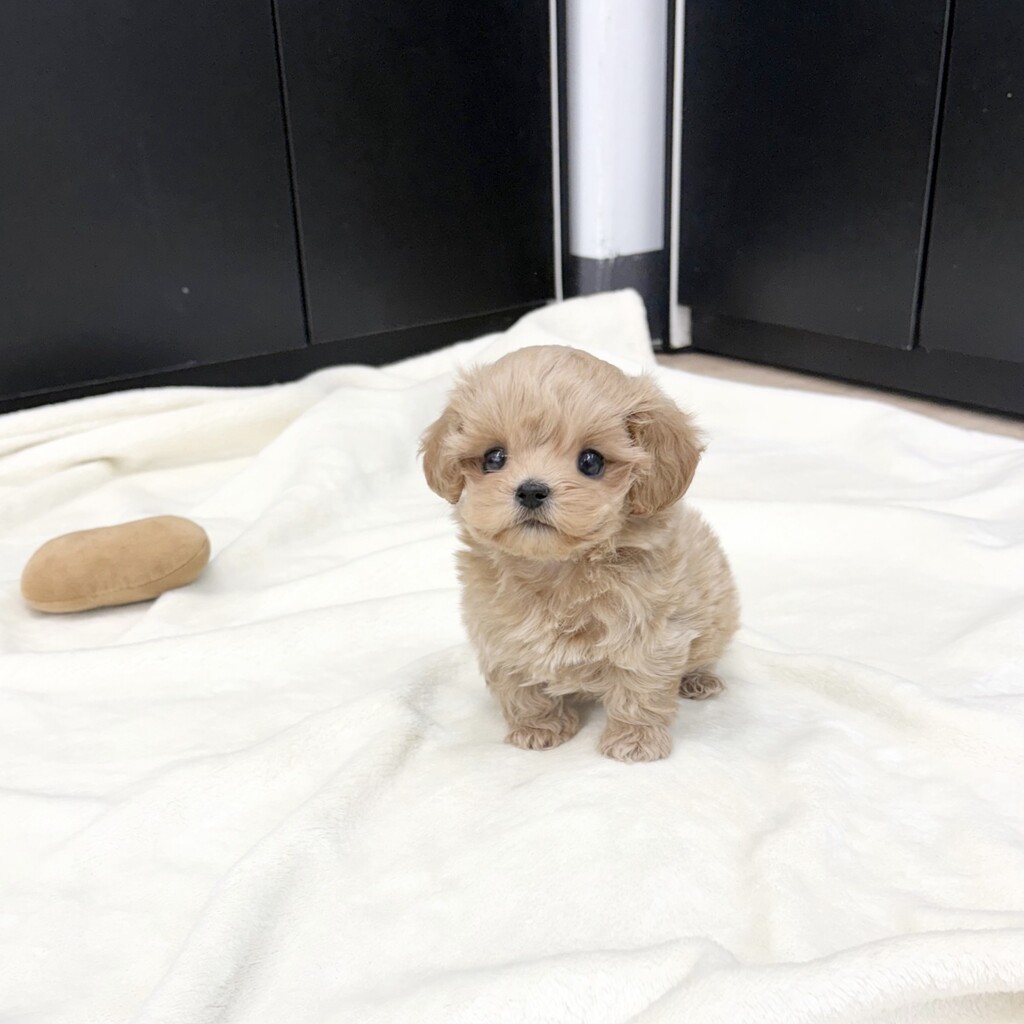 Ȯ�� �̹���