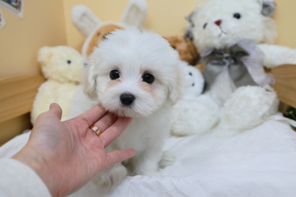 Ȯ�� �̹���