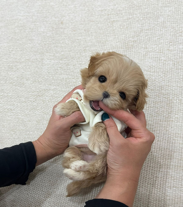 Ȯ�� �̹���