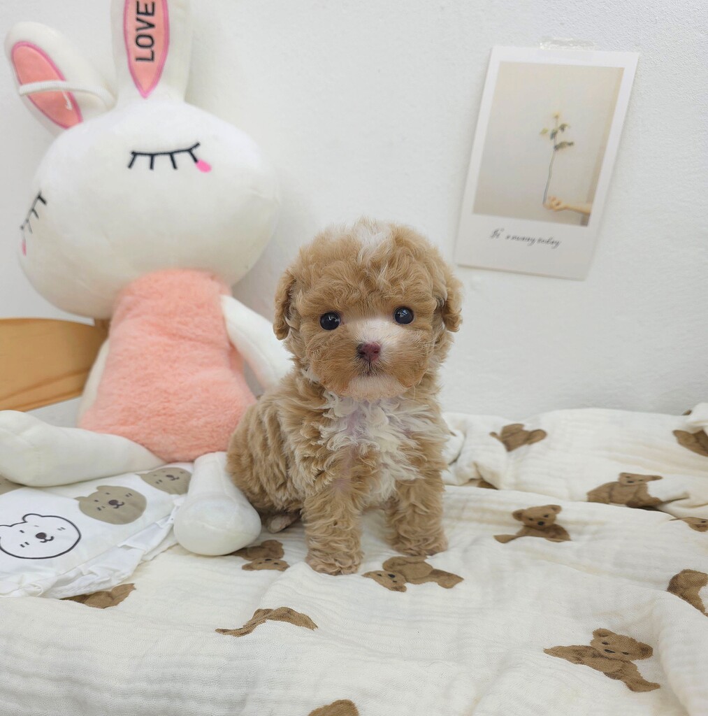 Ȯ�� �̹���