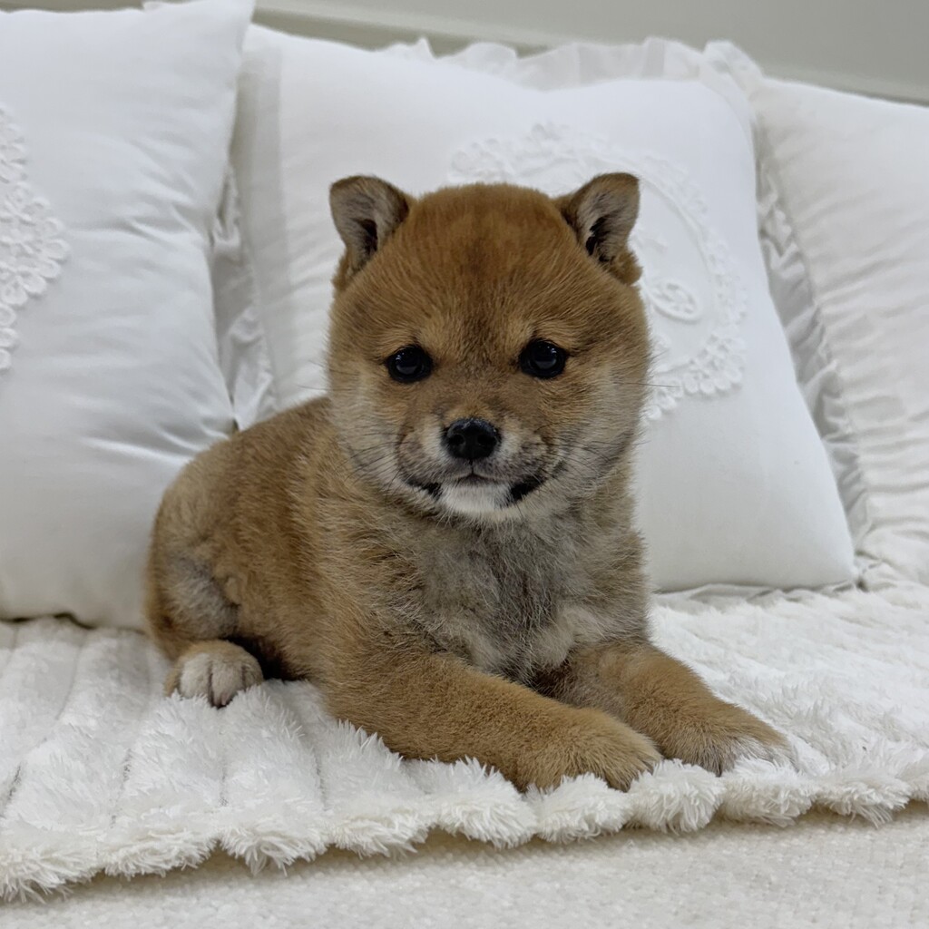 Ȯ�� �̹���