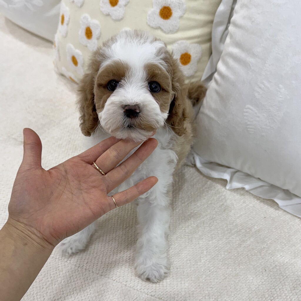 Ȯ�� �̹���