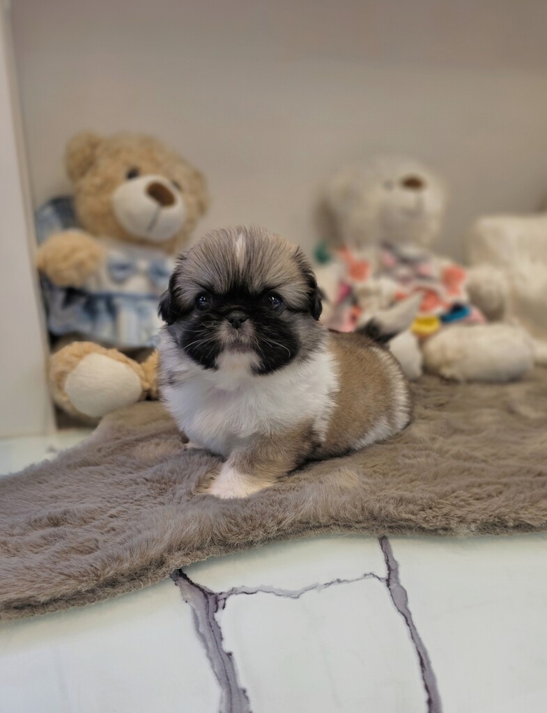 Ȯ�� �̹���