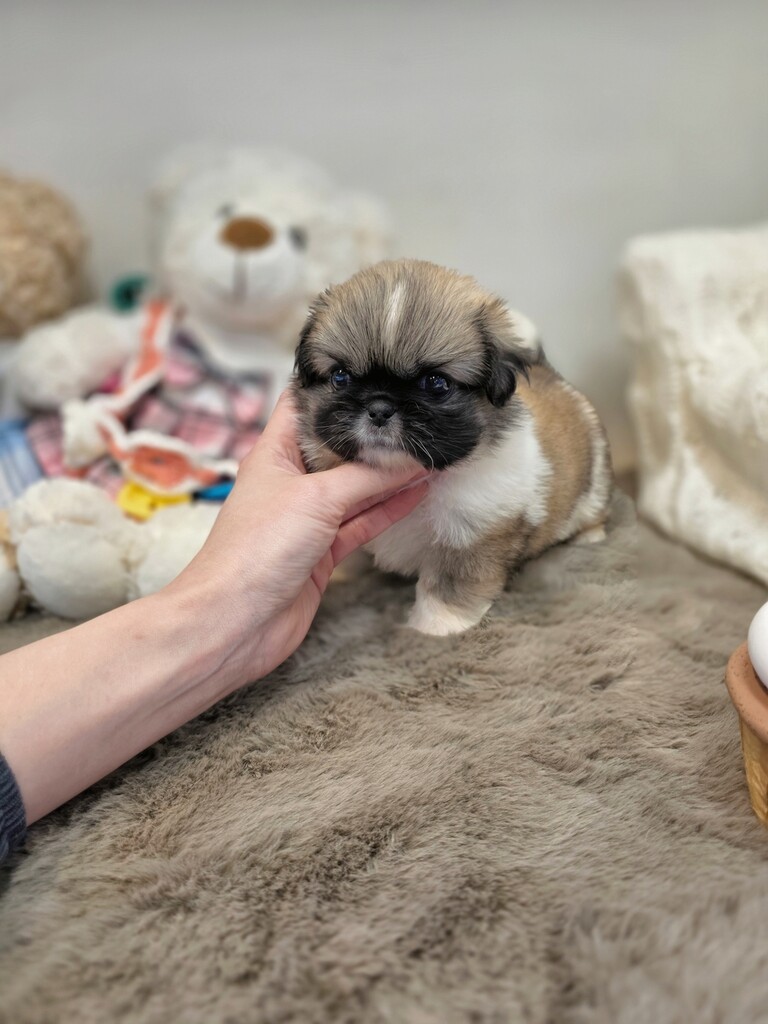 Ȯ�� �̹���