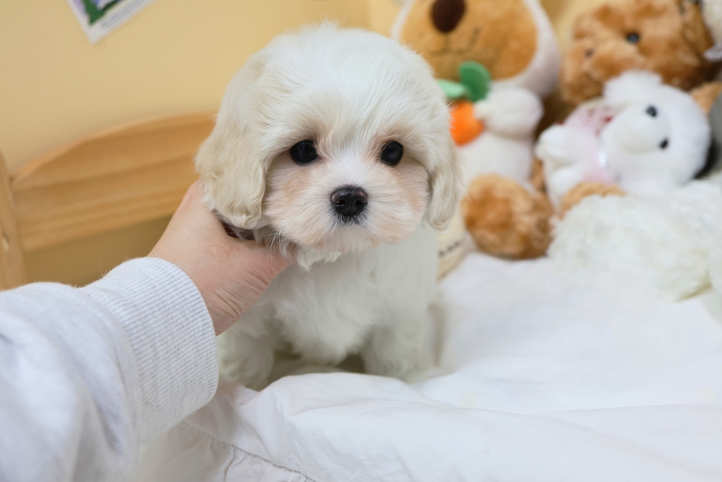 Ȯ�� �̹���