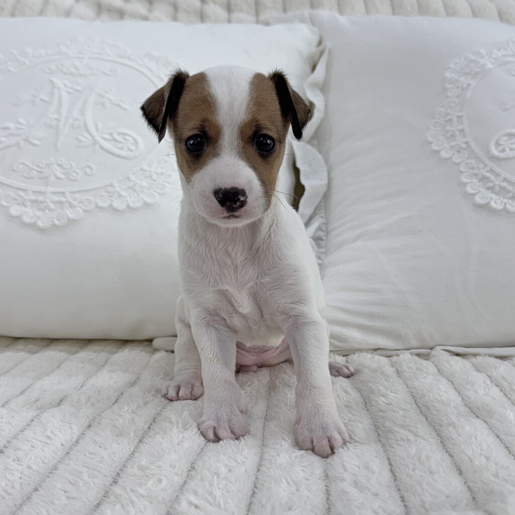 Ȯ�� �̹���