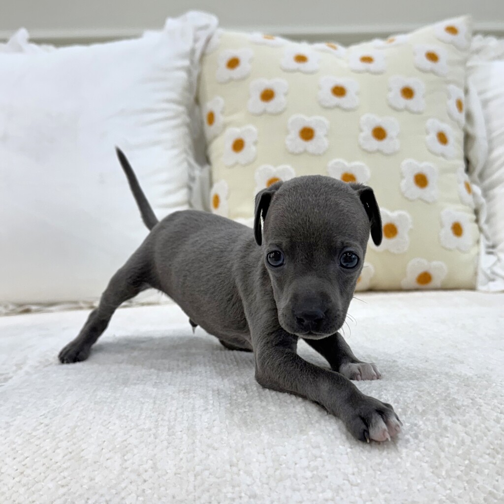 Ȯ�� �̹���