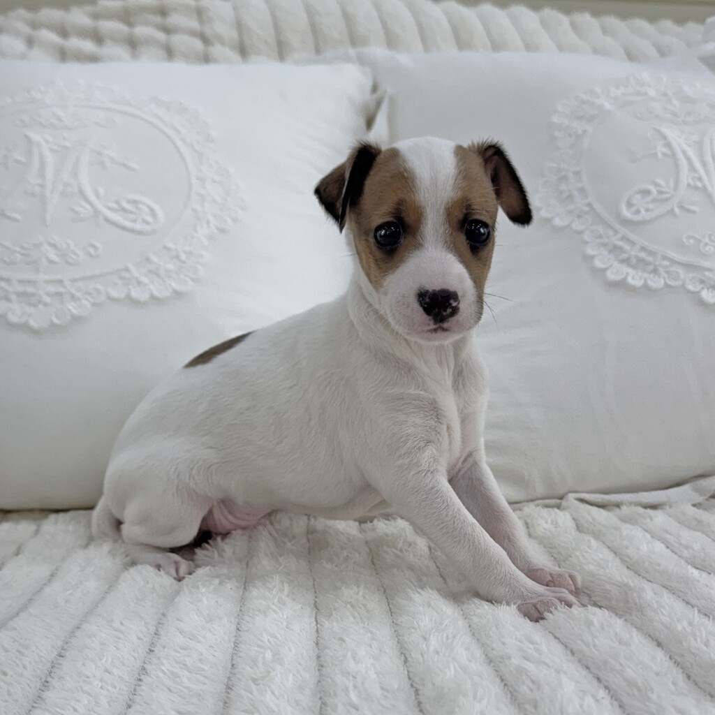 Ȯ�� �̹���