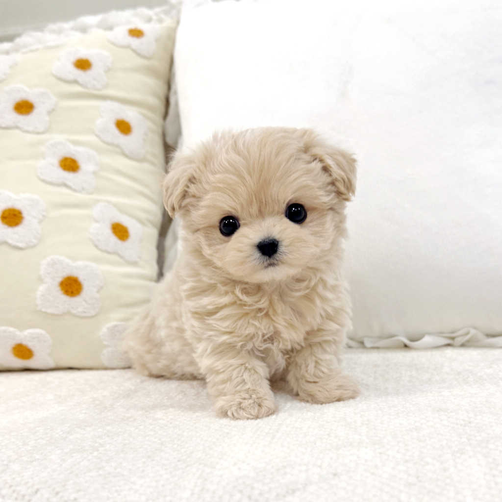 Ȯ�� �̹���