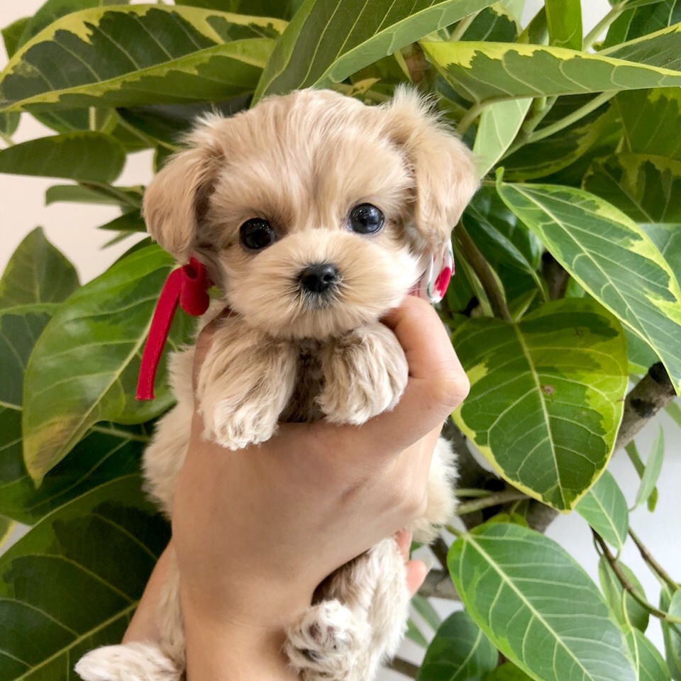 Ȯ�� �̹���