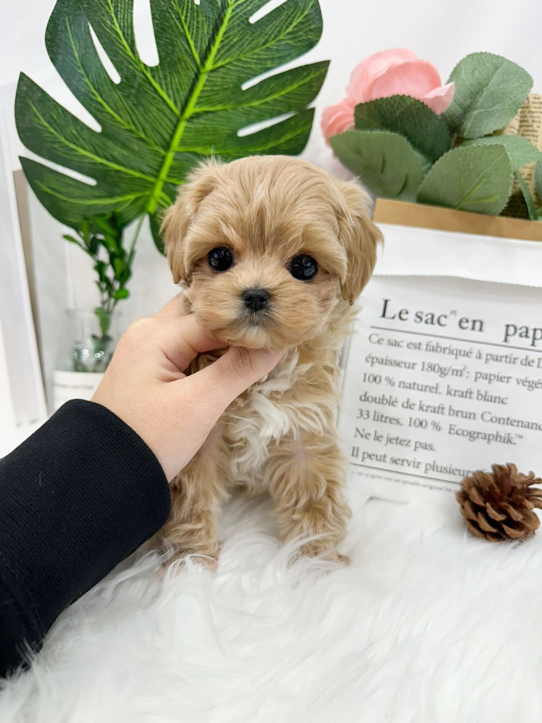 Ȯ�� �̹���