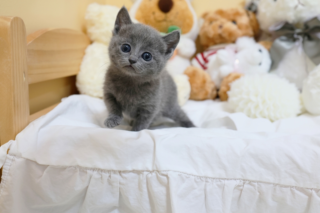 Ȯ�� �̹���