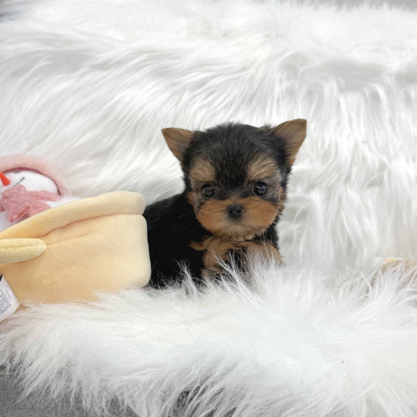 Ȯ�� �̹���