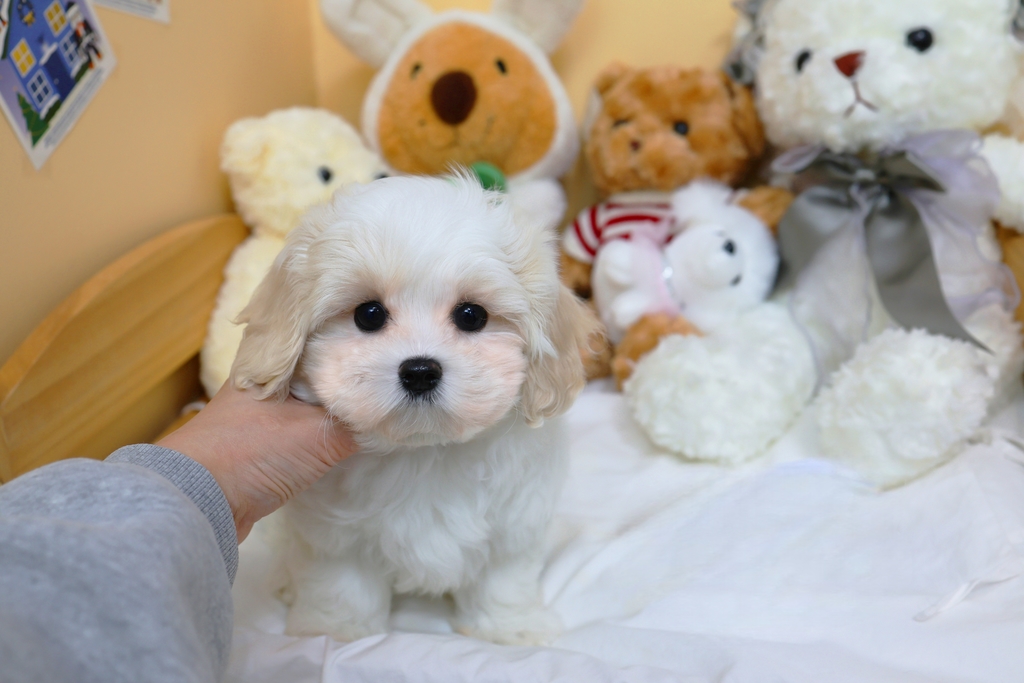 Ȯ�� �̹���