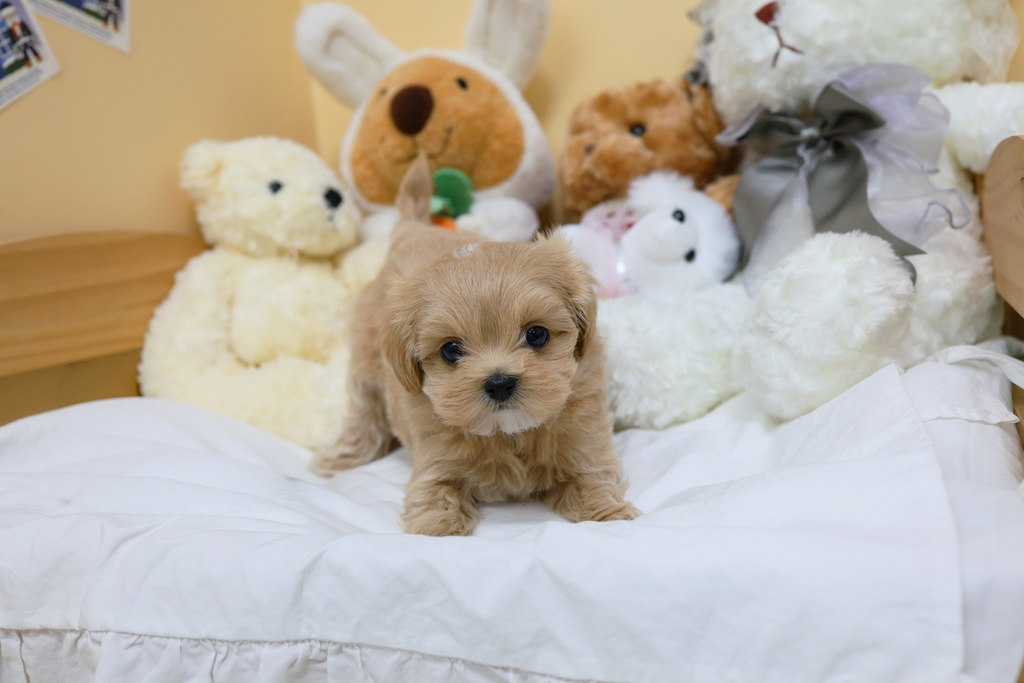 Ȯ�� �̹���