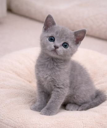 Ȯ�� �̹���