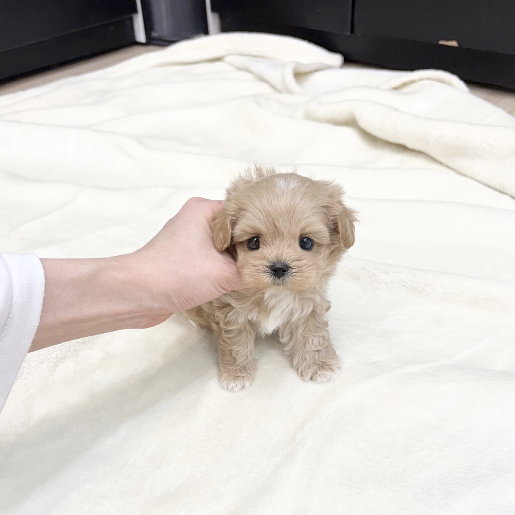 Ȯ�� �̹���