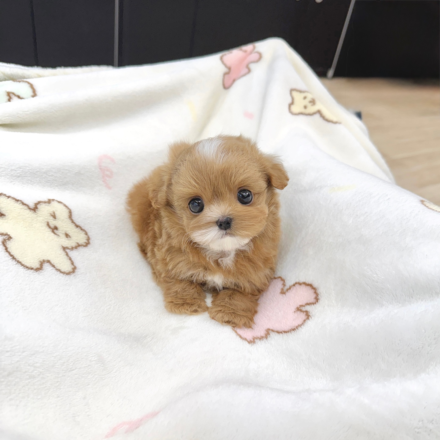 Ȯ�� �̹���