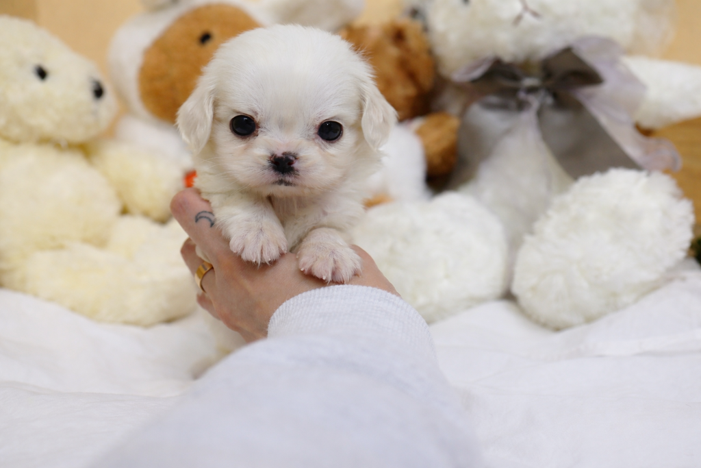 Ȯ�� �̹���