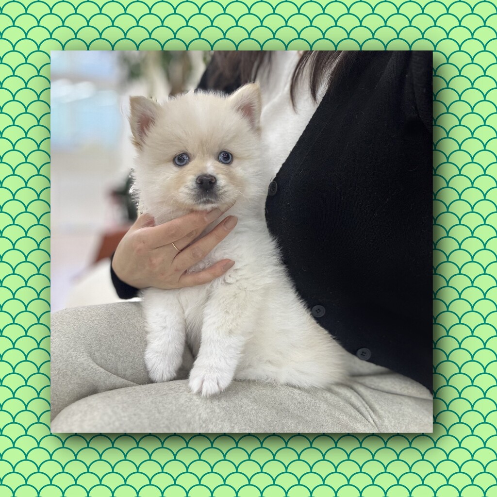 Ȯ�� �̹���