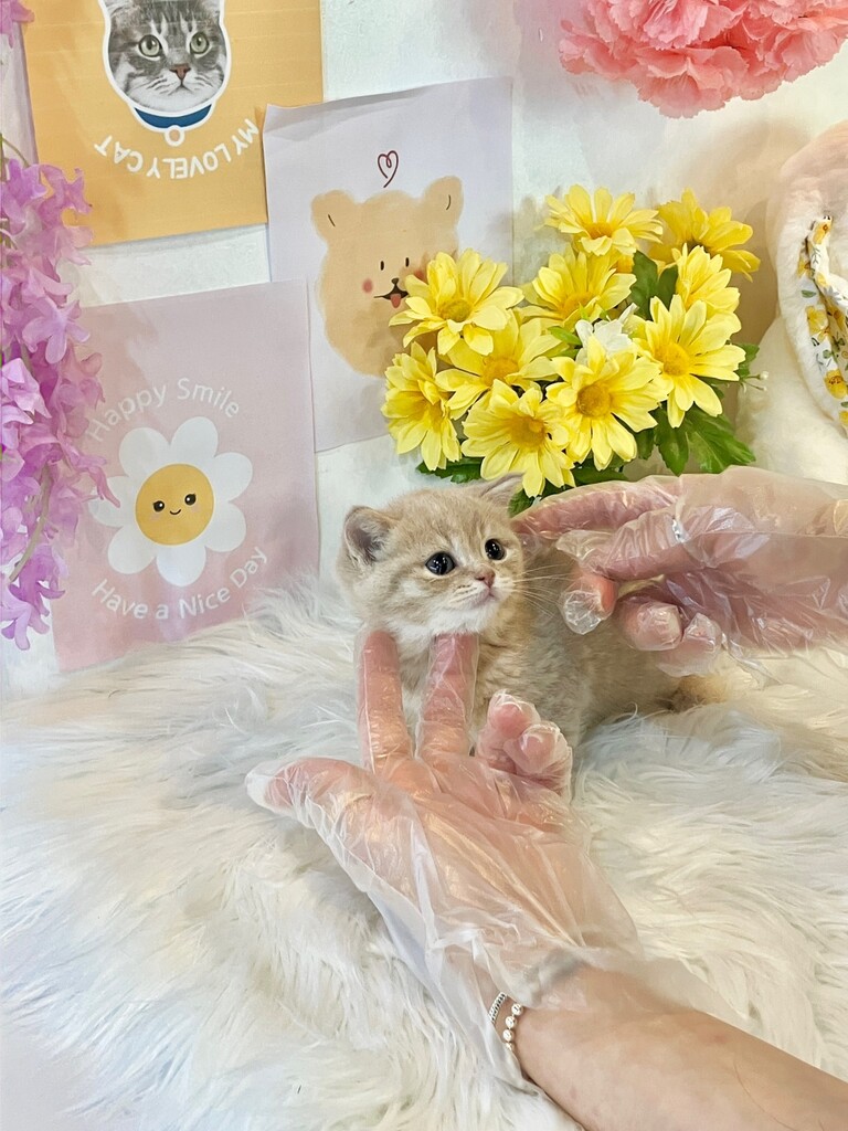 Ȯ�� �̹���