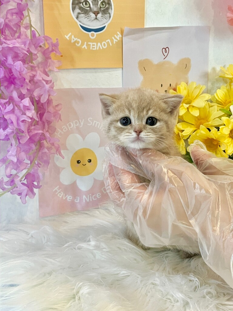 Ȯ�� �̹���