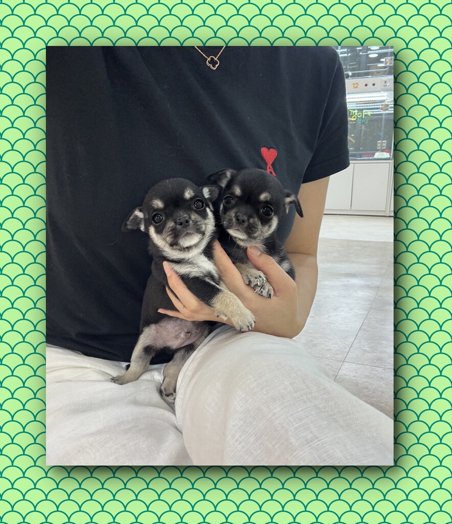 Ȯ�� �̹���