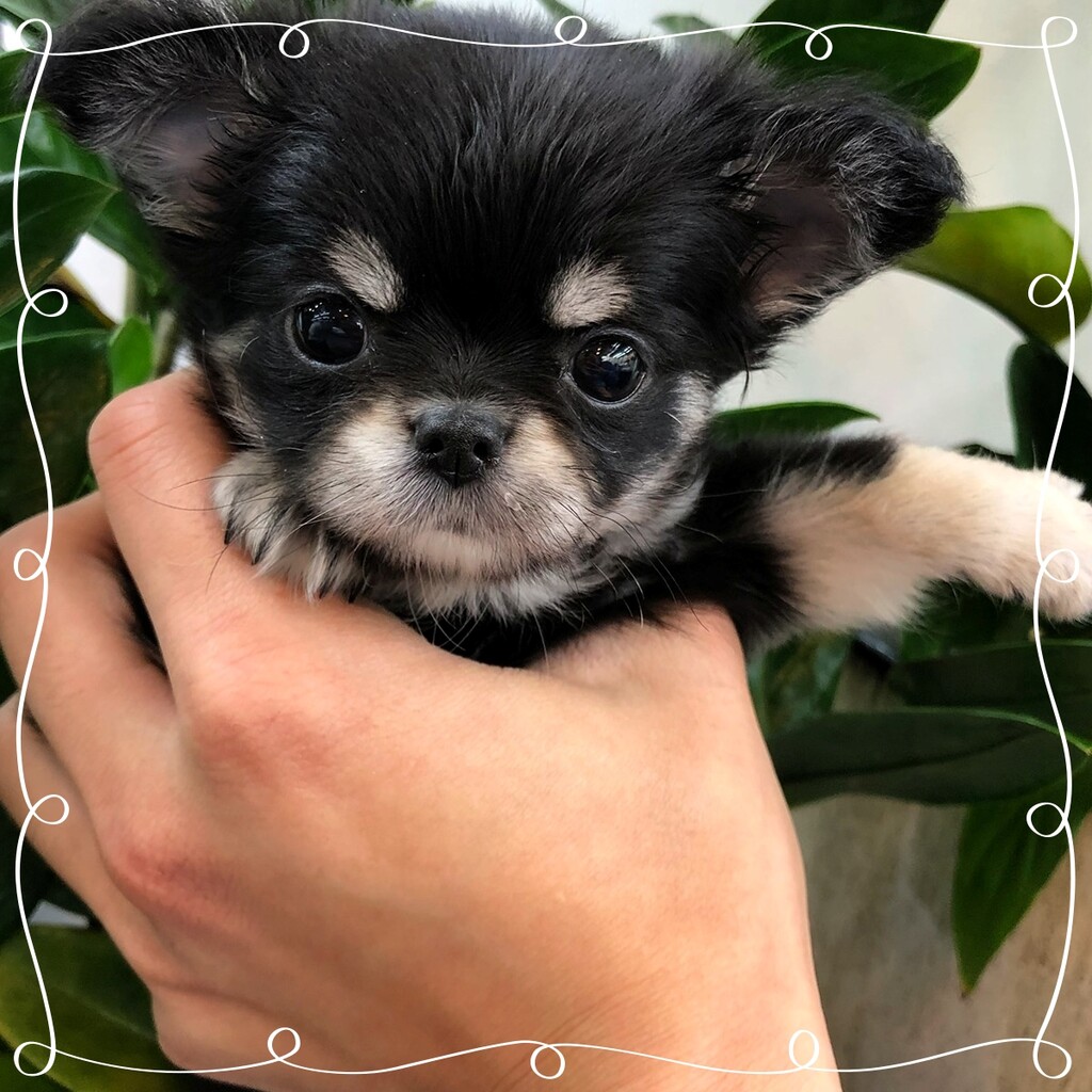 Ȯ�� �̹���