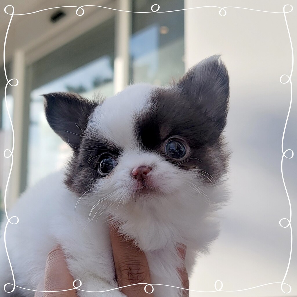 Ȯ�� �̹���