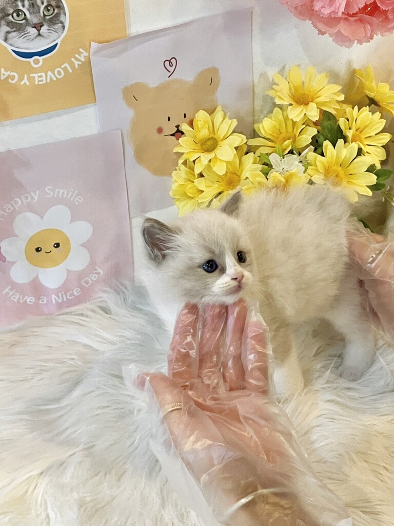 Ȯ�� �̹���