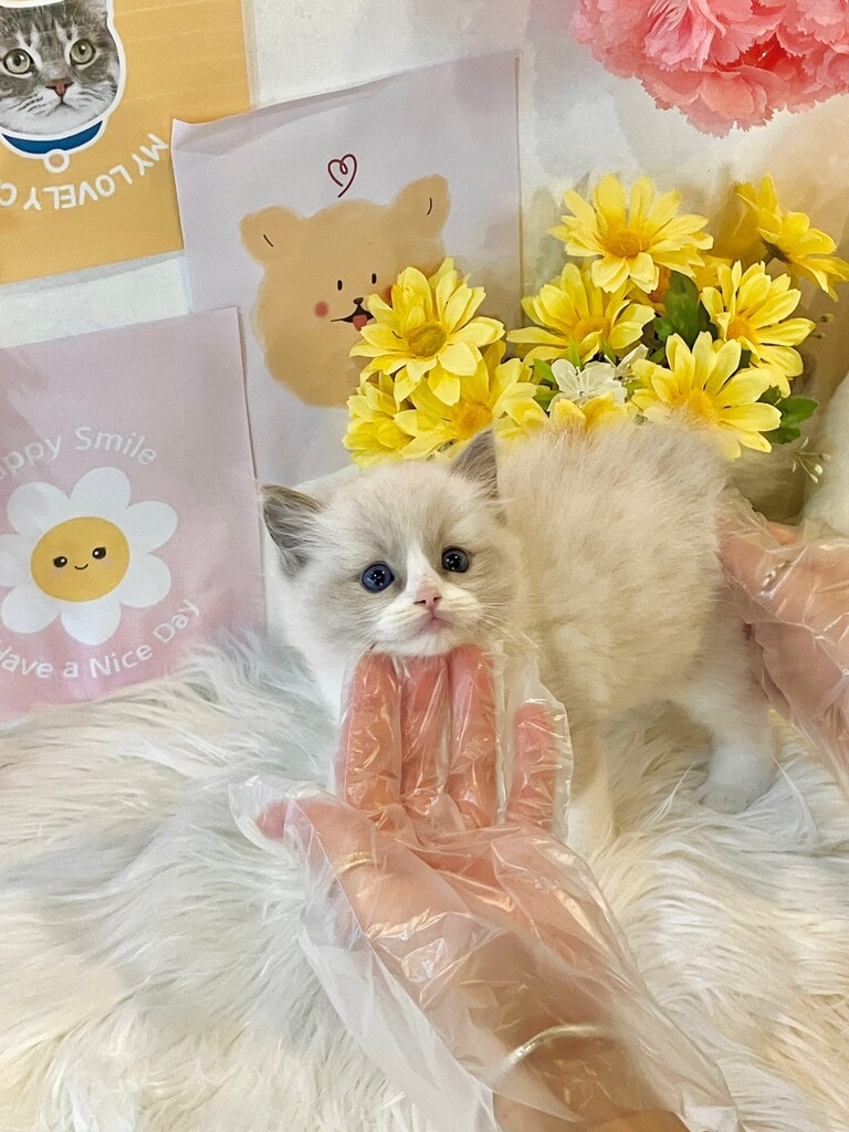 Ȯ�� �̹���