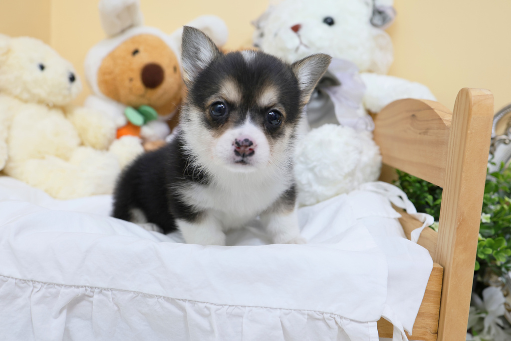 Ȯ�� �̹���