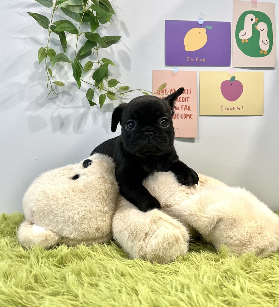 Ȯ�� �̹���