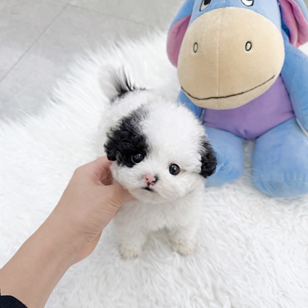 Ȯ�� �̹���