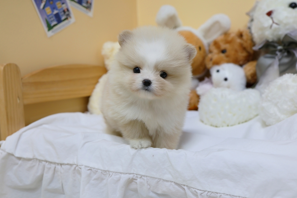 Ȯ�� �̹���