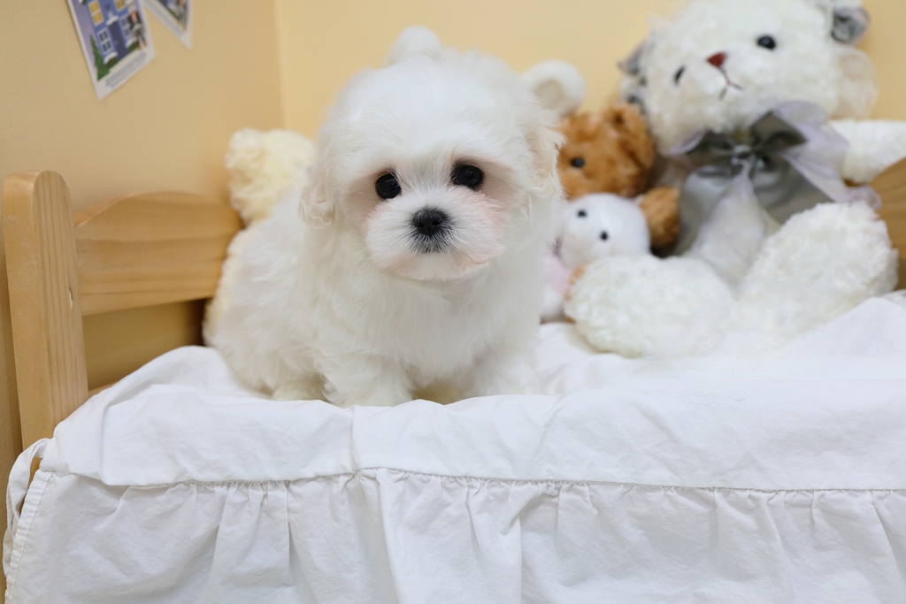 Ȯ�� �̹���