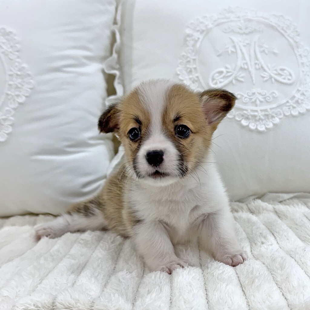 Ȯ�� �̹���