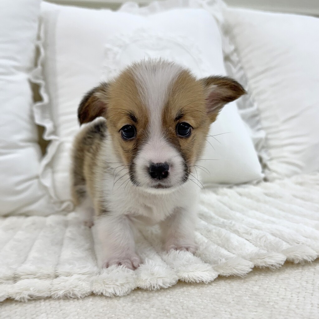 Ȯ�� �̹���