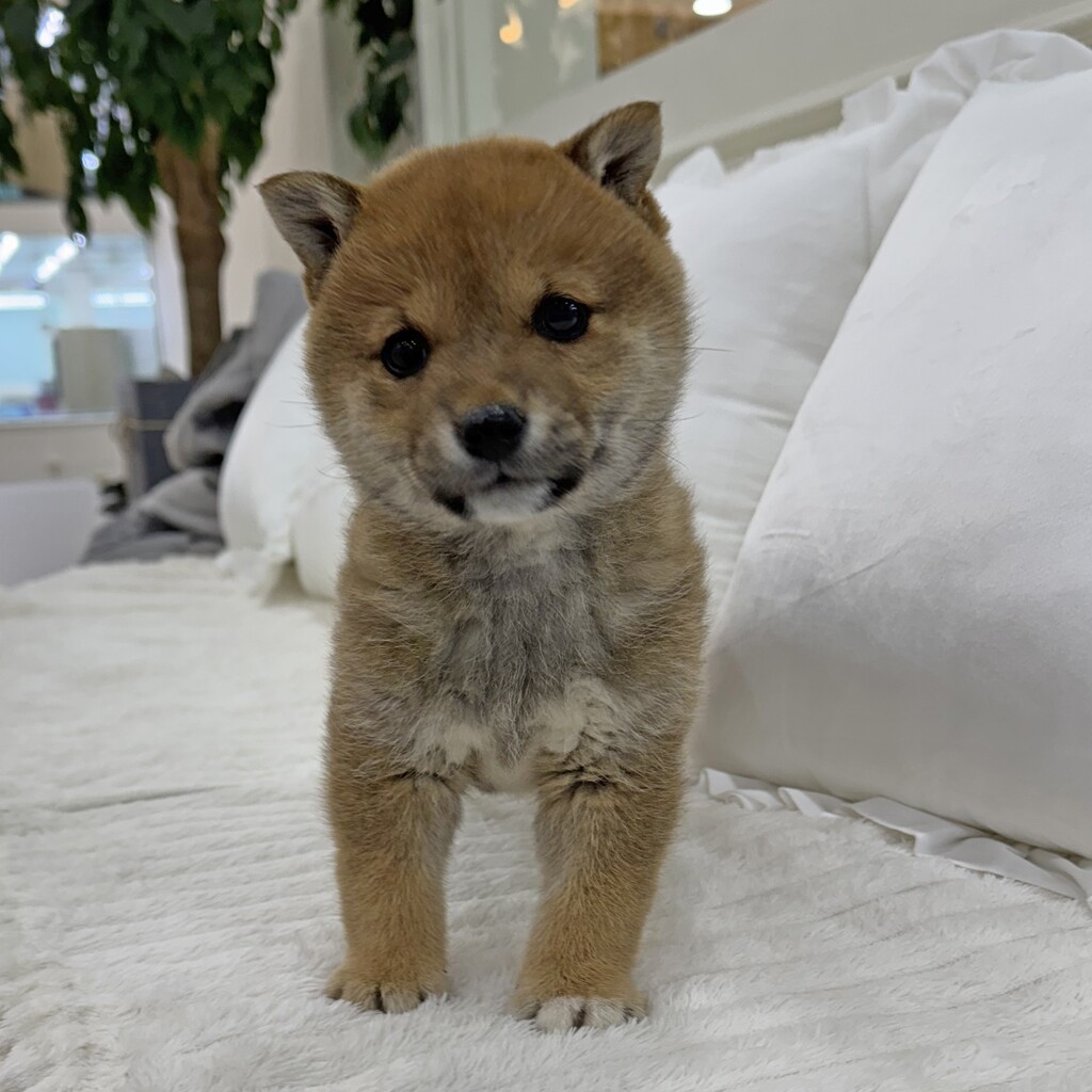 Ȯ�� �̹���