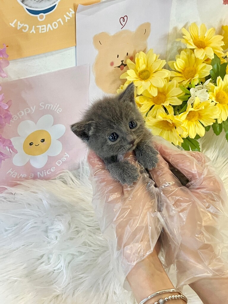 Ȯ�� �̹���