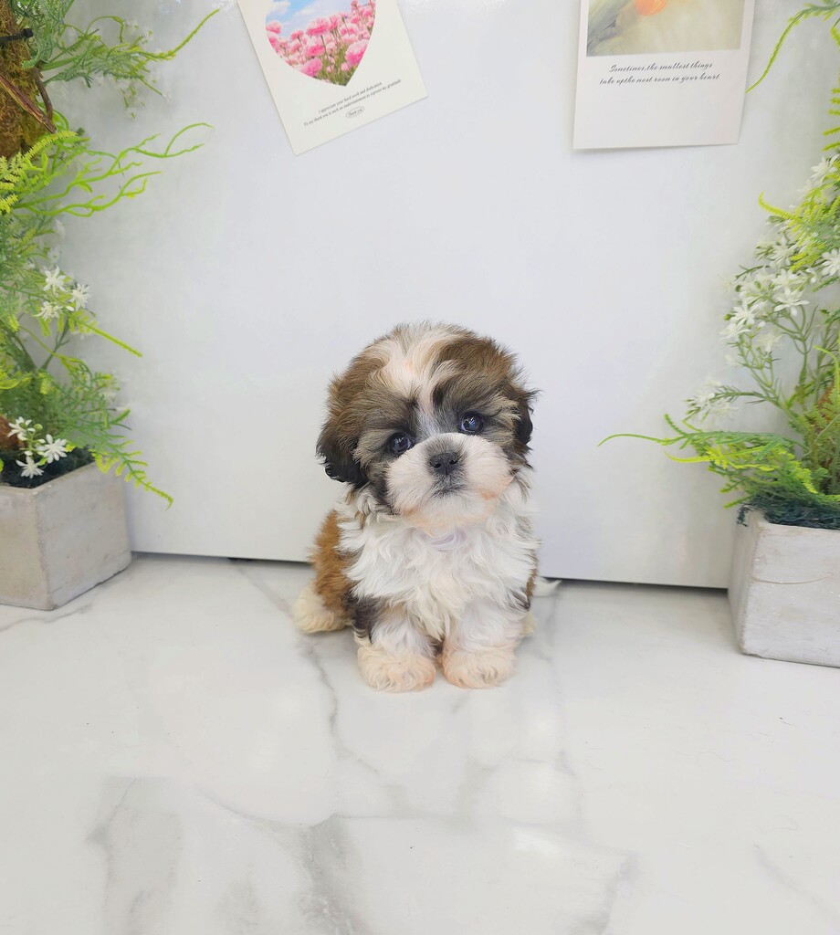 Ȯ�� �̹���