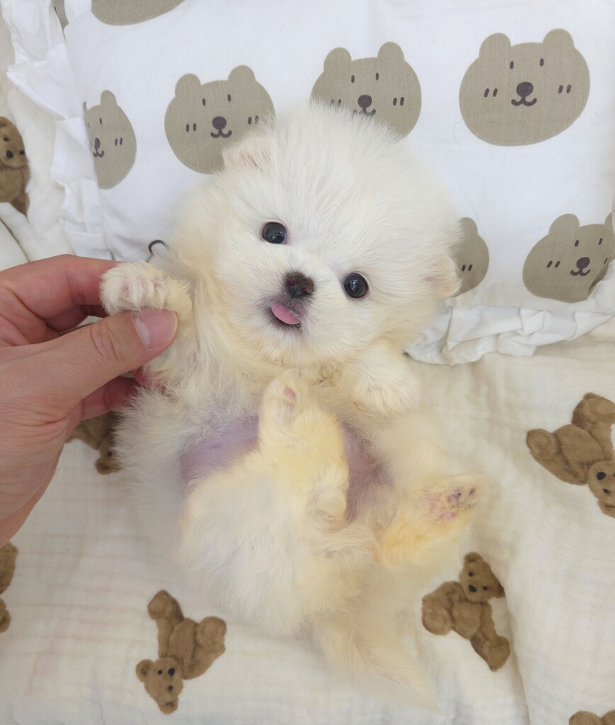 Ȯ�� �̹���